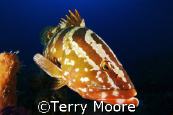 Loretta the friendly Nassau Grouper poses for a shot by Terry Moore 